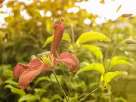 Summertime Clematis #SK113958 Summertime Clematis #SK113958