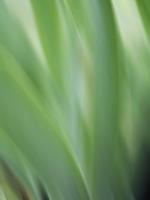 Green flora motion #SK113959 Green flora motion #SK113959
