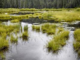 Hatcher's Pass creek marsh #SK113963 Hatcher's Pass creek marsh #SK113963