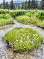 Alaska marshland #SK113964 Alaska marshland #SK113964