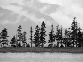 Pines #SK113978