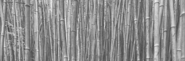 Bamboo Forest #SN111954 Bamboo Forest #SN111954