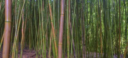Bamboo #SN111955 Bamboo #SN111955