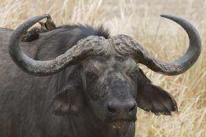 Cape Buffalo and Red Billed Ox #SN111959 Cape Buffalo and Red Billed Ox #SN111959