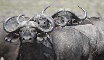 Cape Buffalos and Friend #SN111960 Cape Buffalos and Friend #SN111960