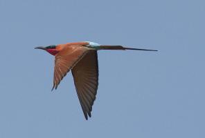 Carmine Bee Eater #SN111961 Carmine Bee Eater #SN111961