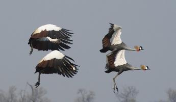 Crested Cranes #SN111966 Crested Cranes #SN111966