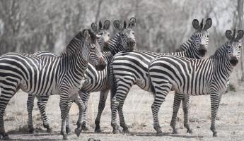 Curious Zebras #SN111967 Curious Zebras #SN111967