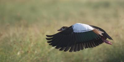 Egypian Goose #SN111971 Egypian Goose #SN111971