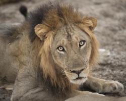 Eyes of a Lion #SN111972 Eyes of a Lion #SN111972