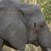 Female Elephant - Zabia #SN111973 Female Elephant - Zabia #SN111973