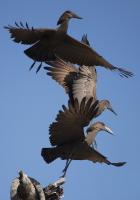 Hammerkops in flight #SN111977 Hammerkops in flight #SN111977