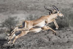 Impala #SN111979 Impala #SN111979
