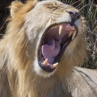 King of the Beasts #SN111982 King of the Beasts #SN111982