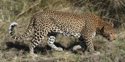 Leopard Hunting #SN111983 Leopard Hunting #SN111983