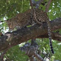 Leopard in a Tree #SN111984 Leopard in a Tree #SN111984