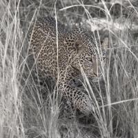 Leopard in the Grass #SN111985 Leopard in the Grass #SN111985