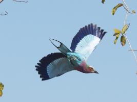 Lilac Breasted Roller #SN111986 Lilac Breasted Roller #SN111986