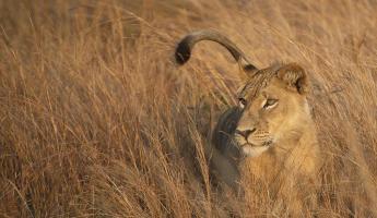 Lion in Tall Grass #SN111987 Lion in Tall Grass #SN111987