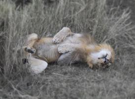 Lion on his back #SN111988 Lion on his back #SN111988
