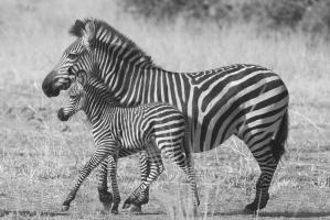Mother and New Born #SN111996 Mother and New Born #SN111996