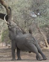 Reaching Elephant - Mana Pools #SN112000 Reaching Elephant - Mana Pools #SN112000