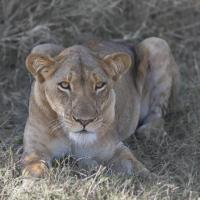 Lioness #SN112006 Lioness #SN112006