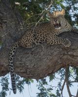 Leopard Territory #SN112007 Leopard Territory #SN112007