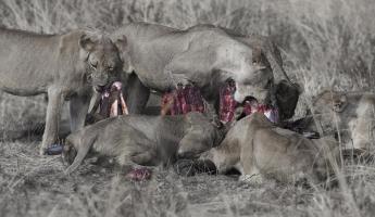South Luangwa Lions #SN112010 South Luangwa Lions #SN112010
