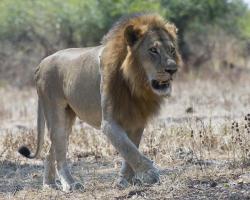 South Luangwa Lion #SN112011 South Luangwa Lion #SN112011