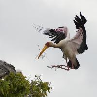 Yellow Billed Stork Nest Build #SN112025