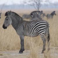 Zebras at a Glance #SN112034 Zebras at a Glance #SN112034