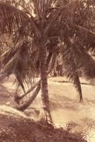 Under the Palm #71515 Under the Palm #71515