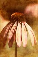 Echinacea I #71530 Echinacea I #71530