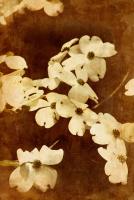 Dogwood I #71531 Dogwood I #71531