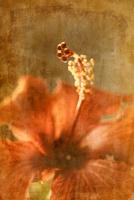 Hibiscus 2 #71534 Hibiscus 2 #71534