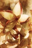 Plumeria #71535 Plumeria #71535