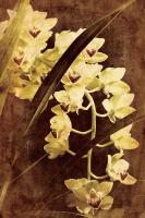 Orchid #71536 Orchid #71536