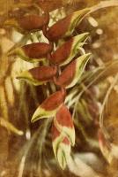 Heliconia #71537 Heliconia #71537