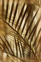 Palms #71538 Palms #71538