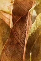 Cannas #71540 Cannas #71540