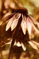 Echinacea II #71892 Echinacea II #71892