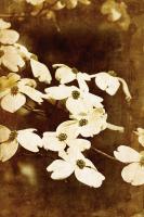 Dogwood II #71893 Dogwood II #71893