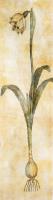 Leucojum Aestivum #75057 Leucojum Aestivum #75057
