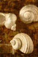 Shell 5 #75369 Shell 5 #75369