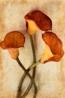 Calla V #75624 Calla V #75624