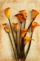 Calla VI #75625 Calla VI #75625