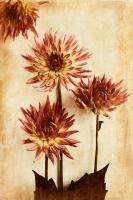 Dahlia II #75626 Dahlia II #75626