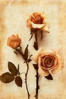 Orange Rose I #75627 Orange Rose I #75627
