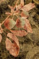 Vintage Apples I #75818 Vintage Apples I #75818